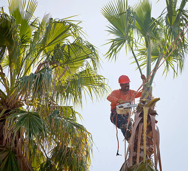 Best Hazardous Tree Removal  in Hayden, CO