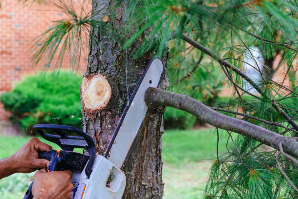 Professional Tree Services in Hayden, CO