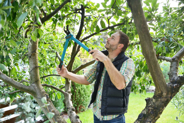 Organic Lawn Care Solutions in Hayden, CO